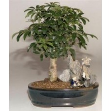 Bonsái de sombrilla hawaiana
Paisaje de piedra
(Arboricola Schefflera 'Luseanne')