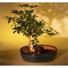 Bonsái de sombrilla hawaiana
Maceta para tierra/agua - Mediana
(Arboricola schefflera 'luseanne')