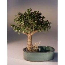 Bonsái de jade joven
Maceta para tierra/agua - Mediana
(Portulacaria Afra)