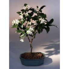 Jazmín blanco en flor
(Trachelospermum jasminoides)