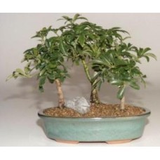 Bonsái de sombrilla hawaiana
Grupo de 3 árboles en bosque
(Arboricola Schefflera 'Luseanne')