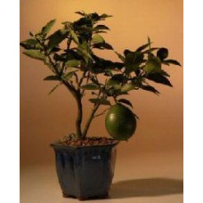 Bonsái de limonero en flor (limón Meyer)