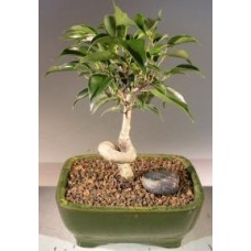 Bonsái de Ficus Oriental - Pequeño
Tronco en espiral
(Ficus benjamina 'orientalis')