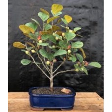 Bonsái de higuera de muérdago (Ficus diversifolia)