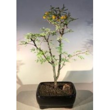 Bonsái de acacia dulce enana en flor (Acacia farnesiana)