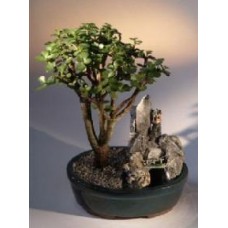 Bonsái de jade bebé
Paisaje de piedra
(Portulacaria afra)