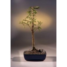 Árbol bonsái de ciprés calvo
(taxodio distichum)