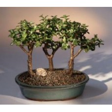 Baby Jade - Grupo de 3 árboles bonsái
(portulacaria afra)