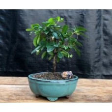 Bonsái de té de Fujian - Pequeño
Tronco recto
(Ehretia microphylla)