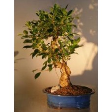 Bonsái de Ficus Retusa
Tronco curvo - Extra grande
(ficus retusa)