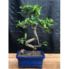 Bonsái de té de Fujian en flor - Pequeño, de tronco curvado (Ehretia microphylla)