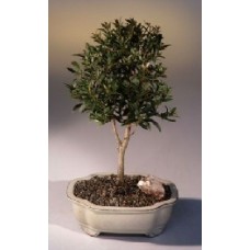 Bonsái de cerezo en flor (Eugenia Myrtifolia) - Mediano