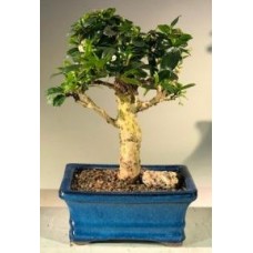 Bonsái de té de Fujian en flor - Erguido - Mediano
(Ehretia microphylla)