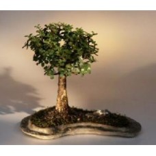 Árbol bonsái de jade bebé sobre losa de roca (Portlacaria Afra)
