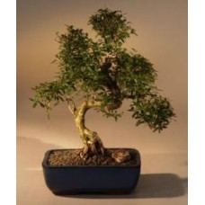 Serissa blanca florecida china
Bonsái de mil estrellas
Tronco curvo extragrande
(Serissa japonica)