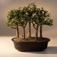 Bonsái de jade joven
Grupo de cinco árboles del bosque
(Portulacaria afra)