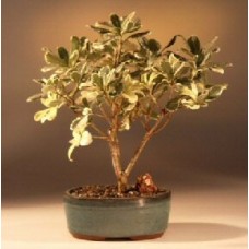 Árbol bonsái japonés de color naranja simulado en flor - Abigarrado
(pittosporum tobira variegata)