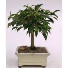 Árbol Bonsái Ficus Oriental - Mediano
(ficus benjamina 'orientalis')