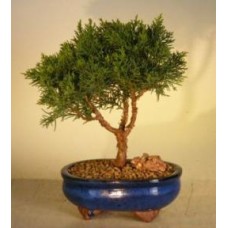 Árbol Bonsái Shimpaku - Mediano
(shimpaku itoigawa)