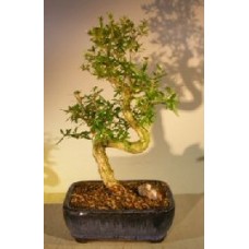 Serissa blanca china floreciente - Árbol de las mil estrellas - De tamaño mediano y tronco curvado
(Serissa Japonica)