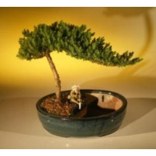 Bonsái de enebro/Maceta para bonsái acuático - Mediano
(Juniperus procumbens "nana")