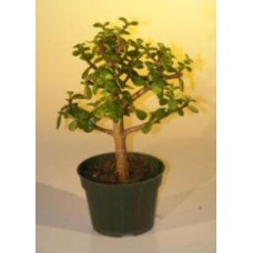 Árbol Bonsái Pre Bonsai Baby Jade - Mediano
(Portulacaria Afra)