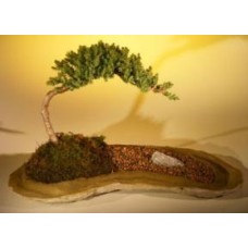 Bonsái de enebro
Plantado sobre una losa de roca
(Juniper procumbens "nana")