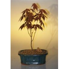 Bonsái de arce rojo japonés - Pequeño
(Acer palmatum 'atropurpureum')