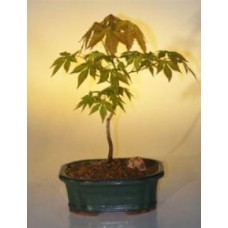 Bonsái de arce verde japonés - Pequeño (Acer palmatum)