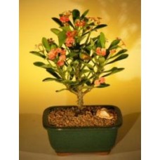 Bonsái de corona de espinas florida - Rojo/Salmón (Euphorbia milii)