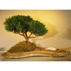 Bonsái de enebro Shimpaku
Plantado sobre una losa de roca
(Juniperus chinensis)