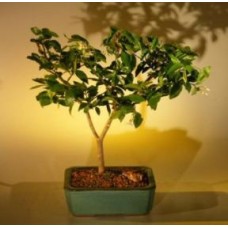 Bonsái de jazmín acuático en flor - Mediano (Wrightia religiosa)