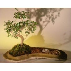 Bonsái de olmo chino sobre losa de roca
(Ulmus parvifolia)