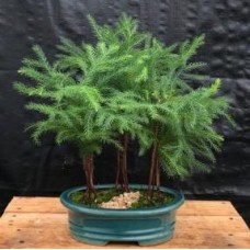 Bonsái de pino de la isla Norfolk
Grupo de tres (3) árboles (Araucaria heterophila)