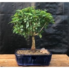 Árbol bonsái con pico de loro en flor - Grande
(melina philippensis)