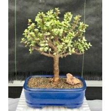 Bonsái de jade joven - Grande
Edad madura y variegado
(Portulacaria afra variegata)