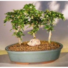 Bonsái de té de Fujian en flor
Grupo forestal de tres árboles
(Ehretia microphylla)