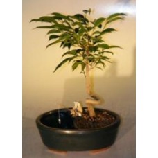 Bonsái de ficus en maceta/recipiente acuático
Tronco en espiral
(Ficus orientalis)