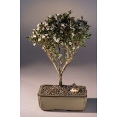 Monte Fuji Serissa en flor - Grande
(serissa foetida)