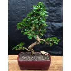 Bonsái de té de Fujian - Tamaño extragrande, estilo tronco curvo
(Ehretia microphylla)