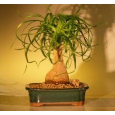 Bonsái de palmera cola de caballo - Mediano (Beaucamea recurvata)