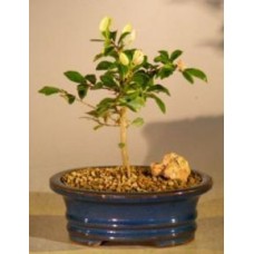 Floración lavanda estrella flor bonsai - pequeño