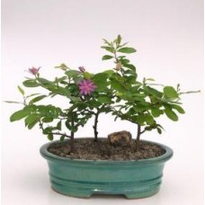 Floración Lavanda Estrella Flor Bonsai3 Árbol Bosque Grupo