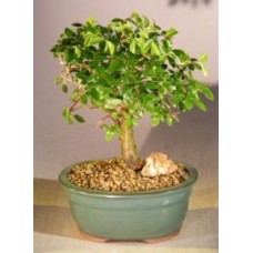 Bonsái de olmo chino - Envejecido
Tronco recto - Mediano
(Ulmus parvifolia)