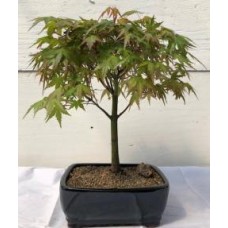 Bonsái de arce verde japonés - Grande (Acer palmatum)