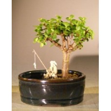 Bonsái de jade bebé
Maceta pequeña (Tierra/Agua)
(Portulacaria Afra)