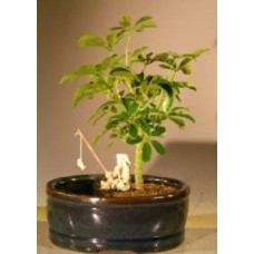 Bonsái de sombrilla hawaiana
Maceta pequeña para tierra y agua
(Arboricola schefflera 'luseanne')