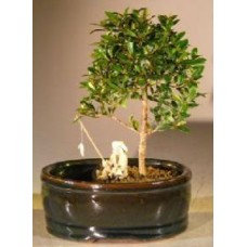 Cepillo de flores Cherry Bonsai Treeland / Water Pot - Pequeño