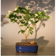 Jazmín árabe en flor
(Jazmín sambac)