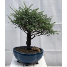 Bonsái de olmo chino Seiju (Ulmus parvifolia 'seiju')